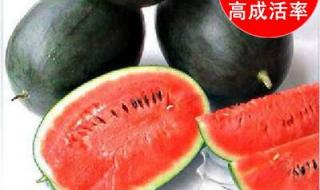 什么西瓜🍉品种最好吃 黑美人西瓜种子