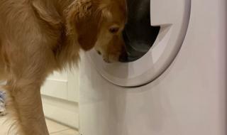 如何清洗狗狗的垫子狗狗的垫子可以放在洗衣机里面清 洗衣机洗狗