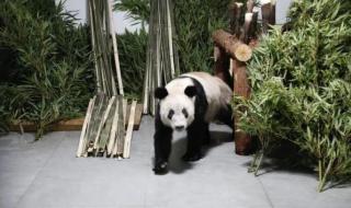 大熊猫丫丫怎么没有实时直播了 熊猫丫丫到达北京